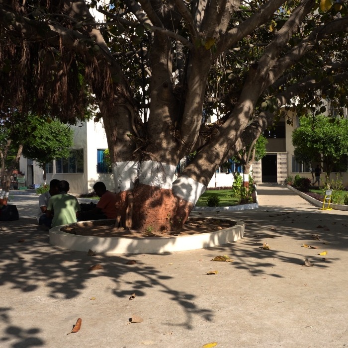 Lawn Area Outside for Boys